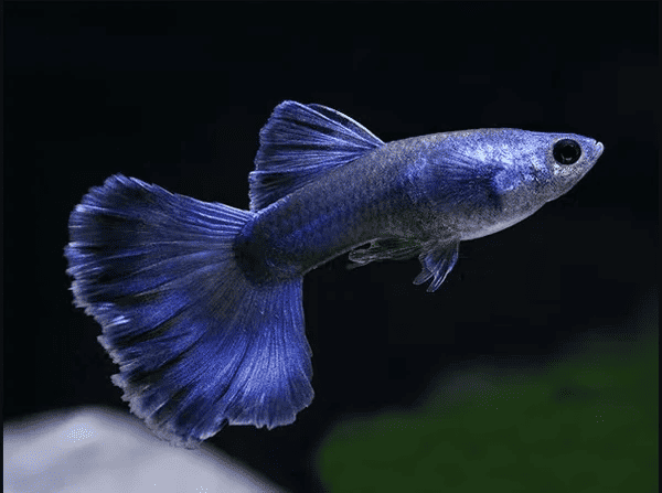 Blue Moscow Guppy Care Guide
