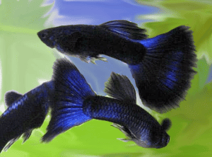 Blue Moscow Guppy Care Guide