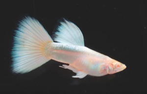 albino guppy, albino guppies