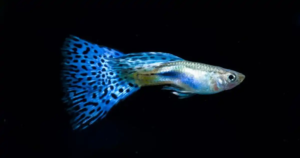 Blue Dragon Guppy