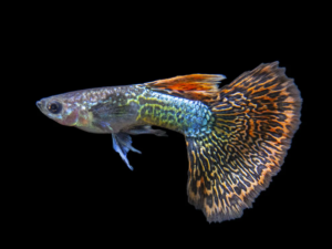 mosaic guppy, mosaic guppies