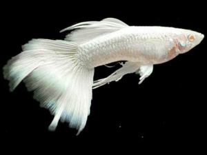 platinum guppies, platinum guppy, why guppy, snow white guppy