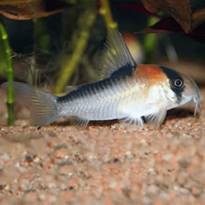 Cory catfish, Corydoras, Corydas, Armored catfish Adolfo's catfish Corydoras adolfoi