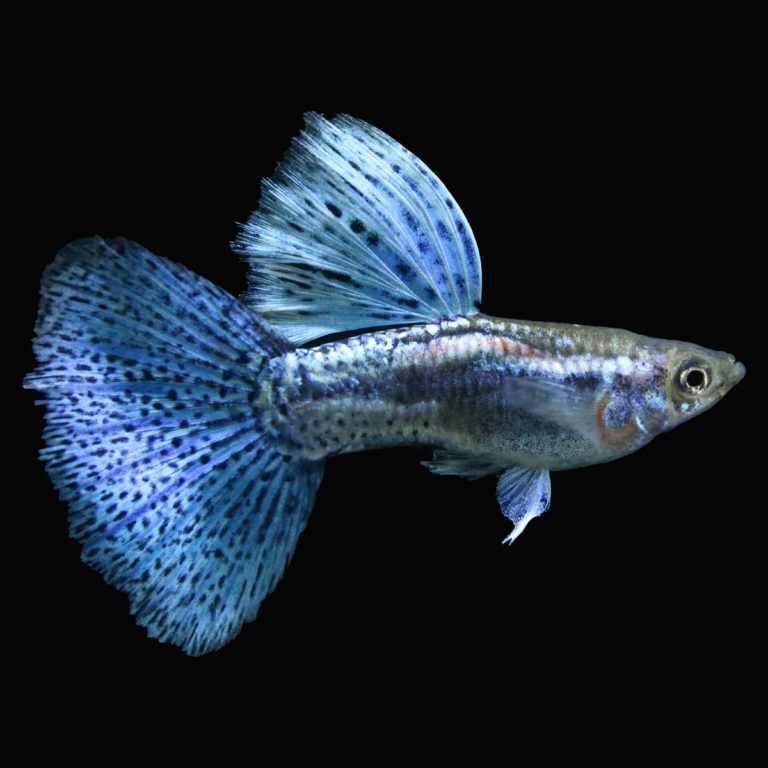 Blue Guppies: The 13 Most Fascinating Varieties Of Blue Guppy ...