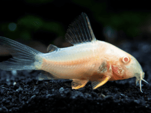 Cory Catfish Tank Setup Guide for Beginners