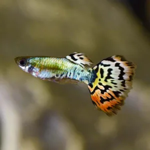 leopard guppy, leopard guppies