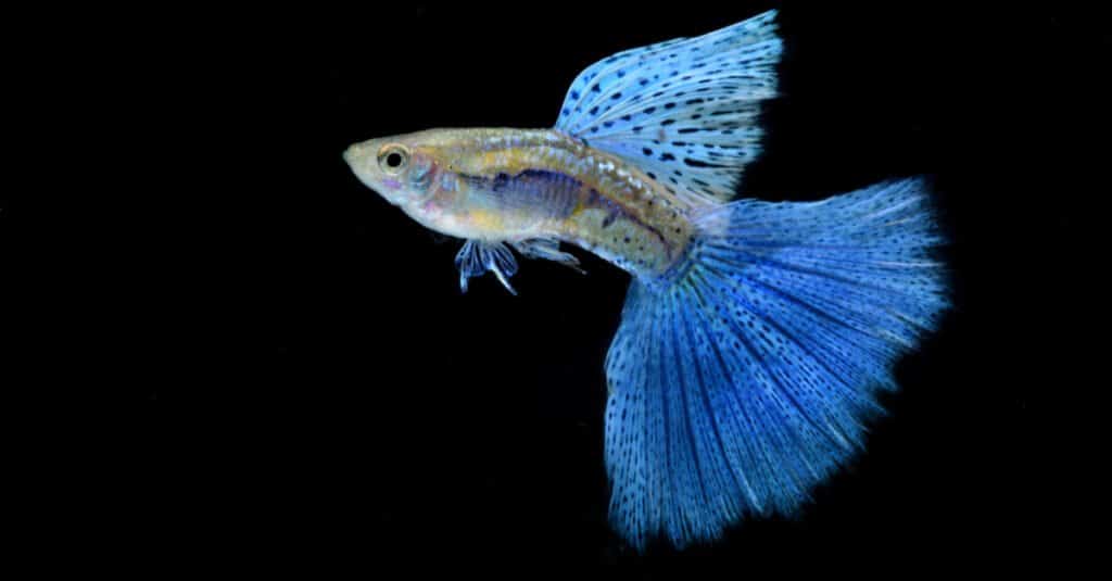 Blue leopard guppy care guide.
blue leopard guppies.
Blue leopard guppy 
