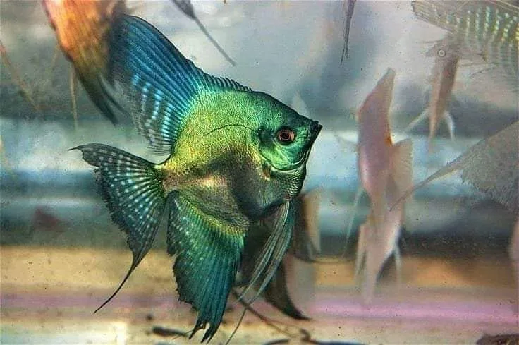Green Angelfish